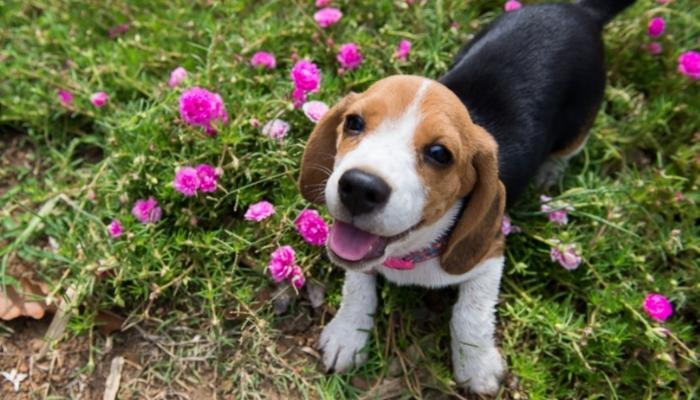 Beagle - longest living dog