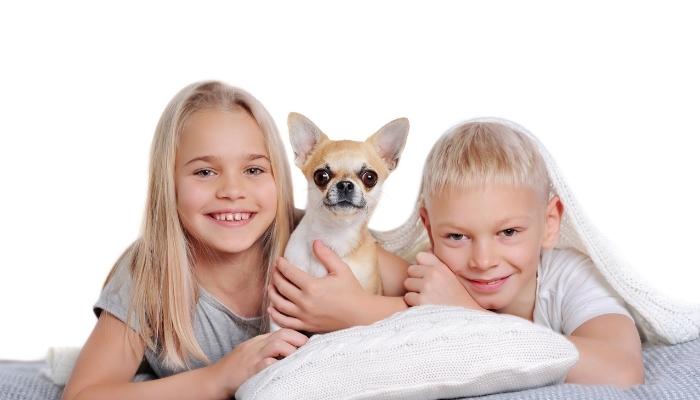 Chihuahua Small Dog For Kids
