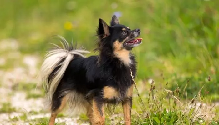 Chihuahua longest living dog