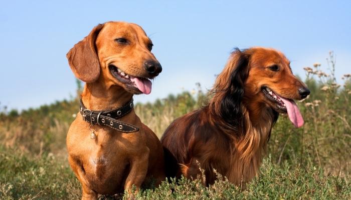 Dachshund- longest living dog breed