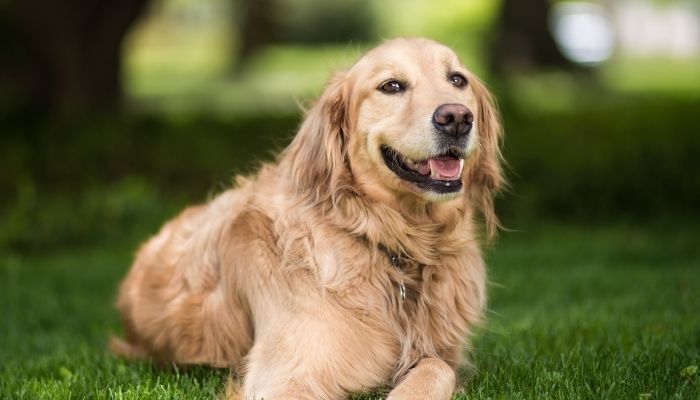 Golden Retrievers -  longest living dog