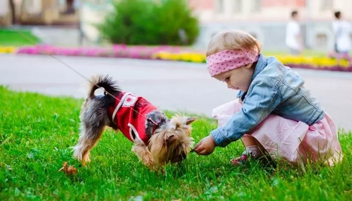 Popular Kids Friendly Small Dog Breeds for Families