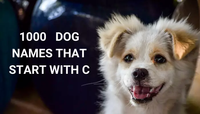 Popular dog names starting with c