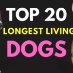 Top 20 Longest Living Dog Breeds