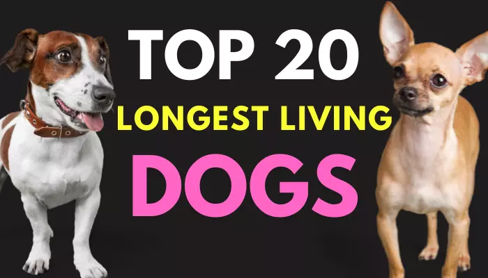 Top 20 Longest Living Dog Breeds