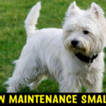 Low Maintenance Small Dog Breeds