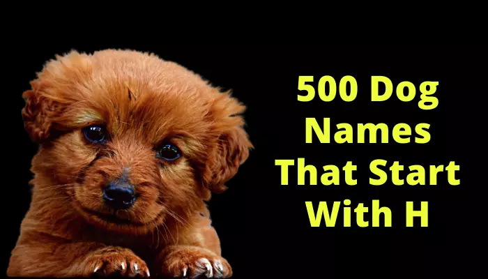 dog names starting with H for male and female