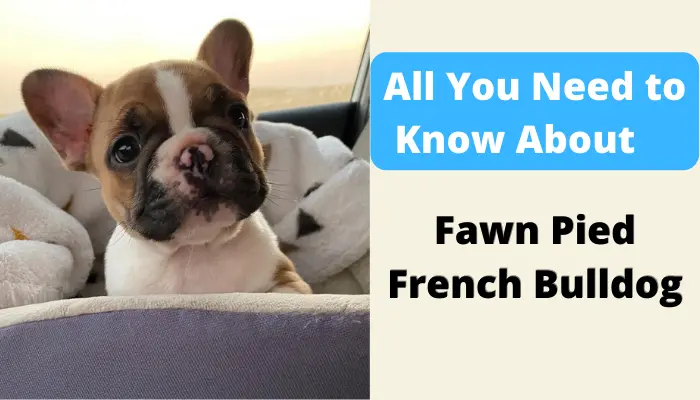 Fawn Pied French Bulldog