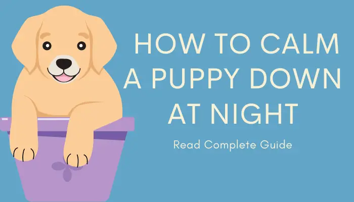  How to calm a puppy down at night