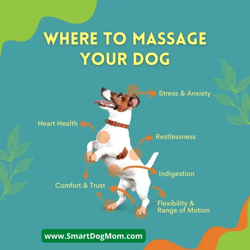 how to massage gas out of a dog and where to massage 