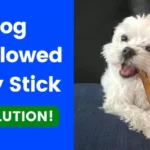 Dog Swallowed Bully Stick Solution