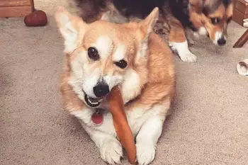 is it ok if my dog eats a whole bully stick