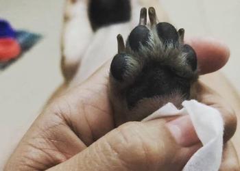 when should i clip my puppys nails