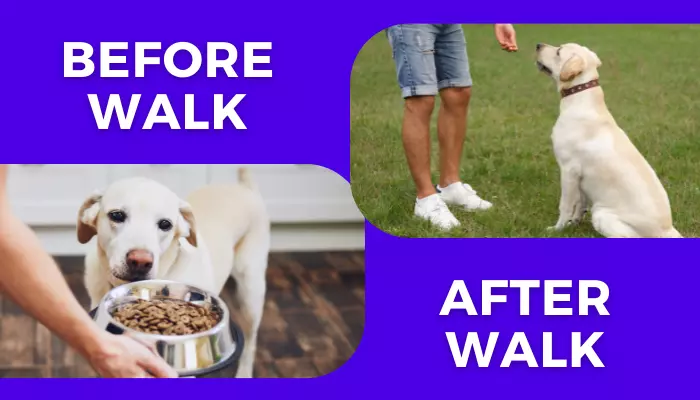 Best Time to Feed Dog Before or After Walk