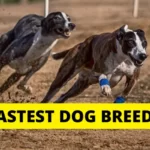 Fastest Dog Breeds in the world