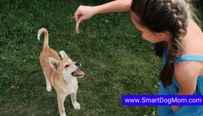 Hand feeding dog benefits and problems 