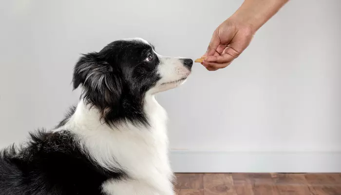 Hand Feeding Dogs