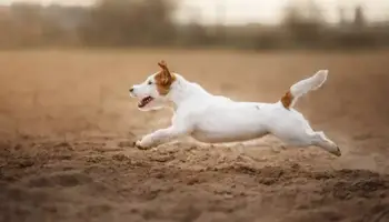 These Dogs Can Run Faster Than Usain Bolt-Fastest Dog Breeds