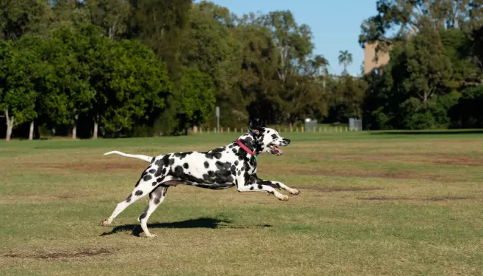 Dalmatian fastest dog breed (37mph)