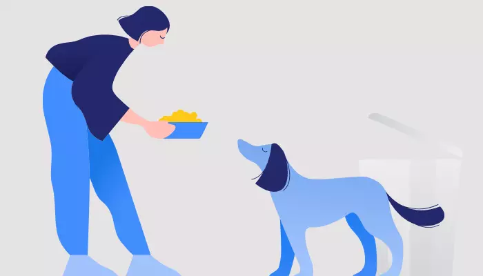 Best Time to Feed Dog Before or After Walk