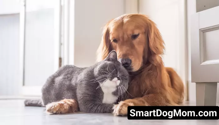Guard dog breeds that are good with cats