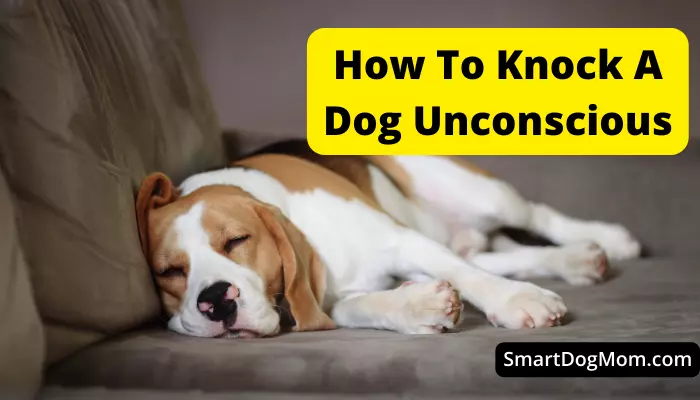 How To Knock A Dog Unconscious