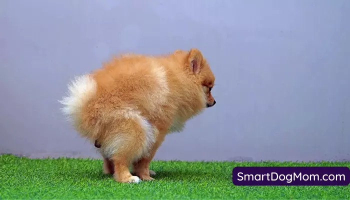 How to massage a dog to poop