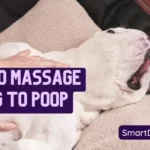 How to massage a dog to poop