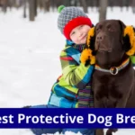 15 Best Protective Dog Breeds