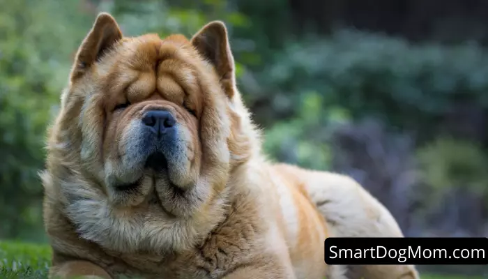 Chow Chow - Protective Dog Breeds