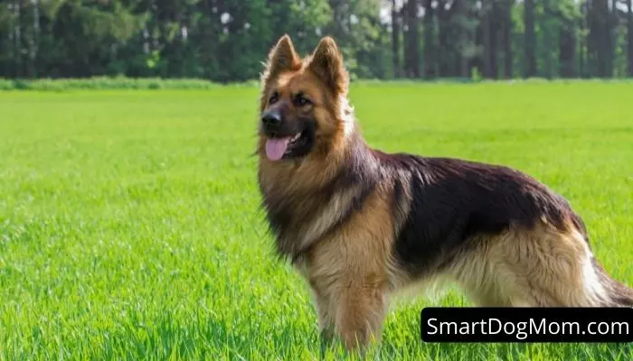 German shepherd - Protective Dog breeds