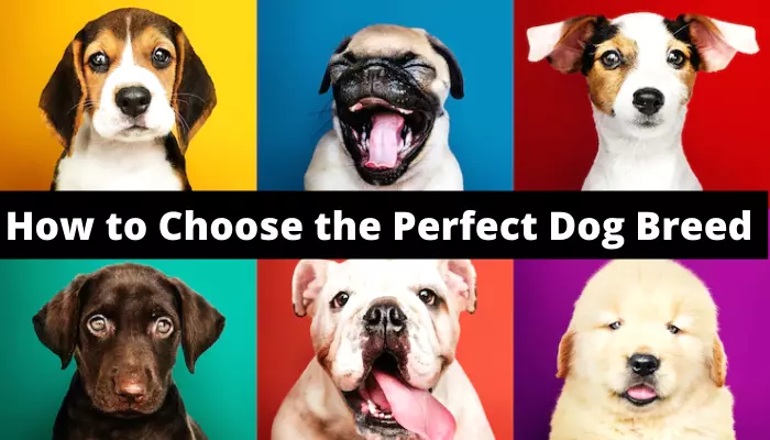How to Choose the Perfect Dog Breed
