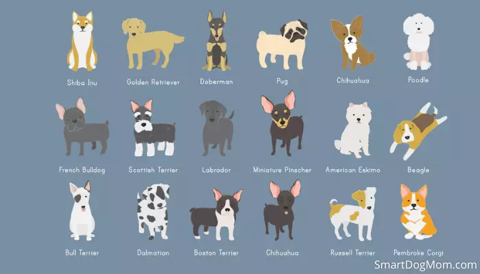 How to Choose the Perfect Dog Breed