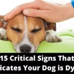 How to Know When Your Dog is Dying