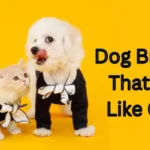 Dog Breeds That Act Like Cats
