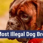 15 Most Illegal Dog Breeds