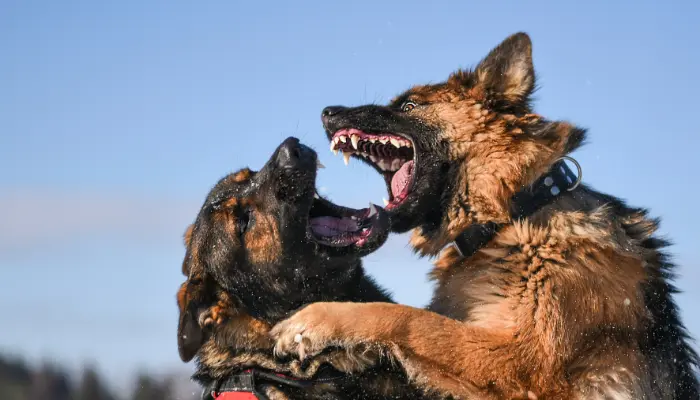 how to deal with an aggressive dog