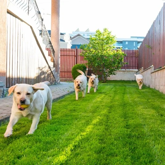 Factors to Keep in Mind When Buying a Dog Fence