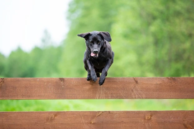 The Ultimate Guide to Selecting a Dog Fence