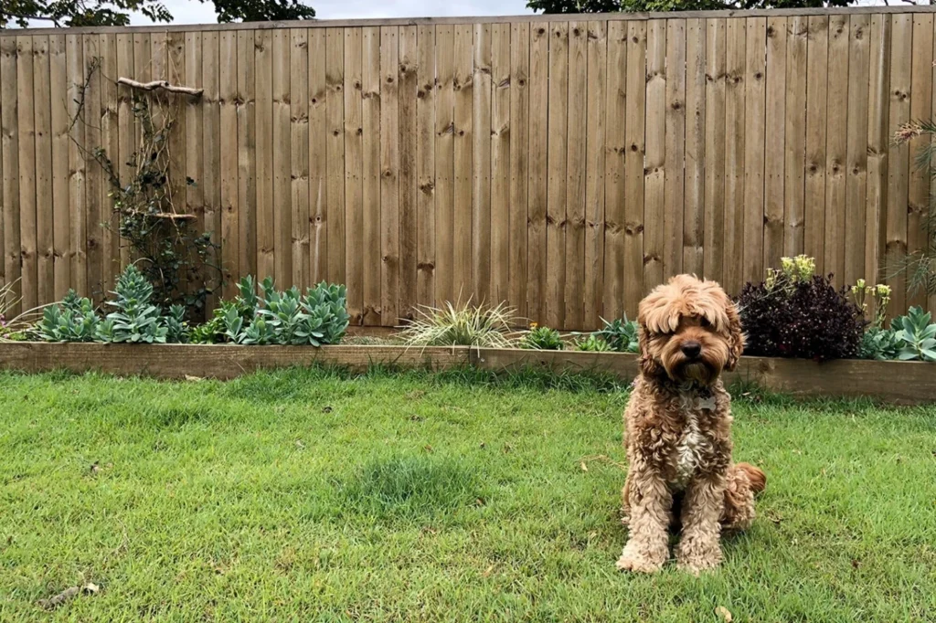 Top Factors to Consider for Your Dog Fence Decision
