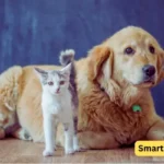 How to stop your dog's aggression towards cats