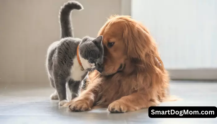  How to stop your dog's aggression towards cats